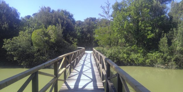 Ponte che porta alla Pineta di Classe