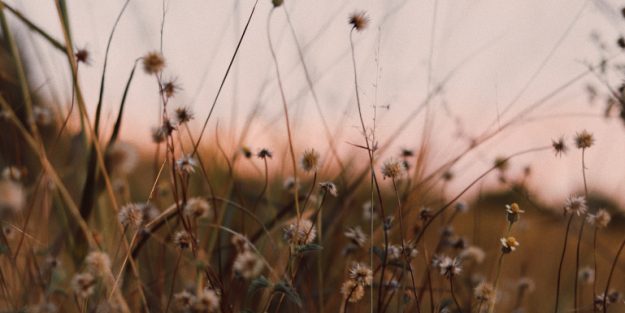 Pratp con fiori selvatici all'alba